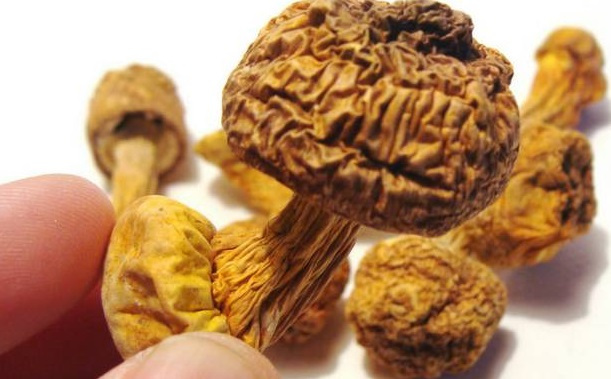 巴西菇、姬松茸烘干機-怎樣烘干色澤好且菇體褶片完整？