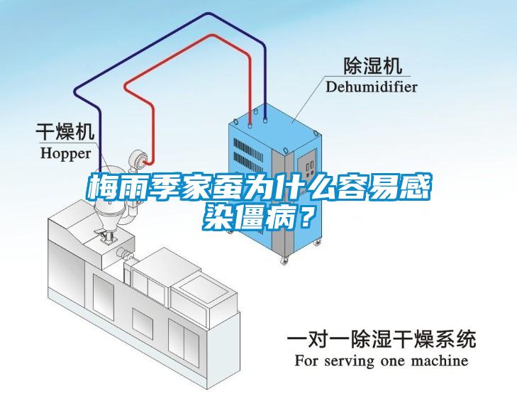 梅雨季家蠶為什么容易感染僵??？
