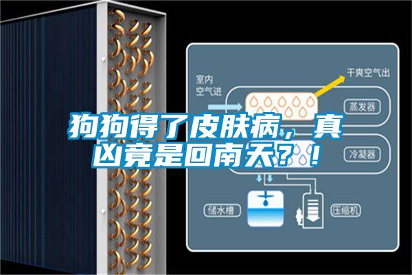 狗狗得了皮膚病，真兇竟是回南天？！