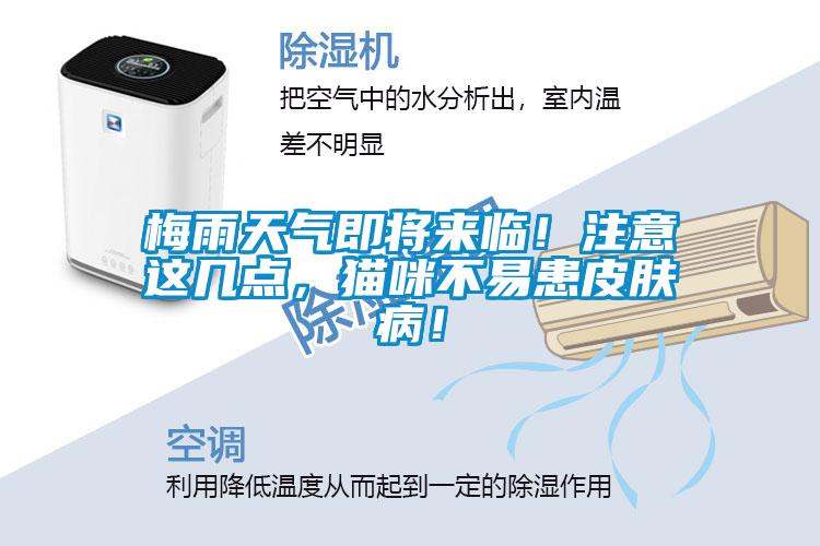梅雨天氣即將來臨！注意這幾點，貓咪不易患皮膚病！
